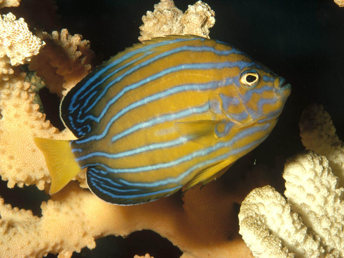 underwater theme